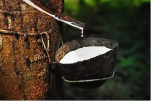 Produtores de borracha contam com operação de apoio ao escoamento da safra 2023/2024