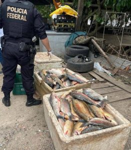 Toneladas de peixes impróprios para consumo são apreendidas pela PF