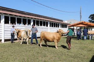 Veterinários que atuam na erradicação da brucelose devem se recadastrar neste mês