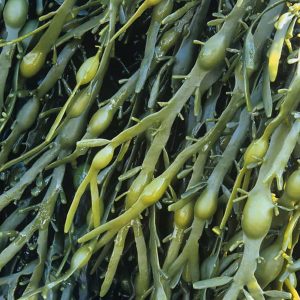 Alga marinha potencializa o aumento de produtividade na agricultura