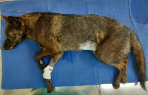 Suposto cão é resgatado no RS e descobrem se tratar de híbrido raro