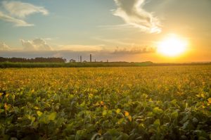 Agronegócio de SP bate recorde com superávit de US$ 23,3 bilhões