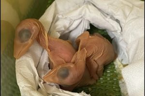 Fim do mistério: Nascem pássaros de ovos encontrados no sutiã de passageira no aeroporto