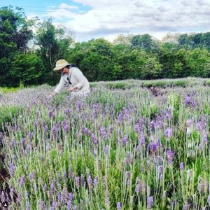 Fazenda de lavanda encanta visitantes em Toledo; “Comecei com 4 pés e hoje tenho 10 mil”