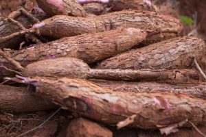 Produção de mandioca deve totalizar 207,7 mil toneladas em Goiás