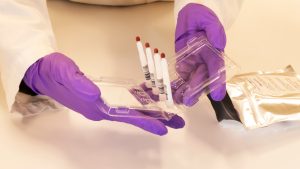 Método inovador permite coleta de sangue de animais de forma menos invasiva