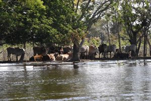 Governo de MS e produtores pantaneiros discutem ‘Lei do Pantanal’