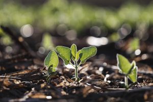Estresse hídrico e altas temperaturas desafiam a germinação