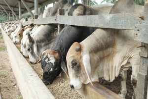 Alimentação saudável garante crescimento e rentabilidade do rebanho