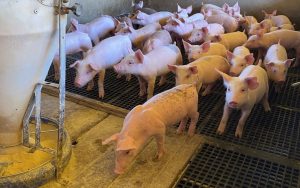 Em crise, suinocultura do MT perdeu 20 mil matrizes e aguarda redução de ICMS