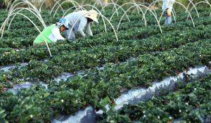 Agricultores familiares vão poder negociar dívidas por meio do programa Desenrola