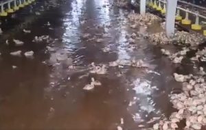 “Nosso povo do campo foi muito atingido, tivemos grandes perdas”, diz Defesa Civil sobre chuva em Dois Vizinhos