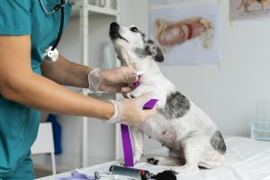 Doença do carrapato requer prevenção e diagnóstico precoce