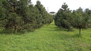 Primeiro pomar de Araucárias enxertadas começa a formar pinhas