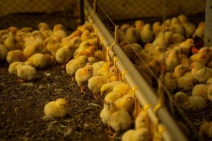 Com mais de 16 milhões de aves, Itaberaí é o 2º produtor do Brasil