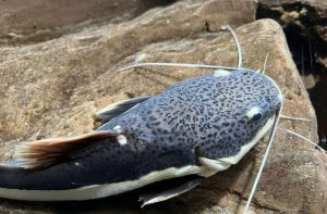 Aquário de água doce no Pantanal tem novos moradores