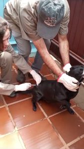Atenção: Cascavel registra 1º caso de raiva em cachorro