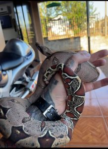 Procura-se jiboia em Francisco Beltrão, e tem recompensa!