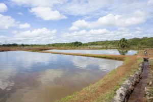 Aquicultura: curso da Unioeste permite formação com doutorado