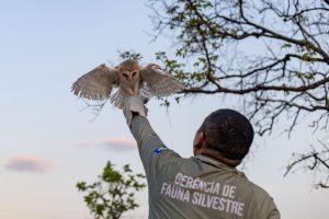 Após resgate e tratamento, animais silvestres são devolvidos ao habitat natural
