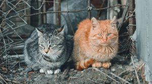 Polícia resgata mil gatos que seriam abatidos e vendidos como carne suína