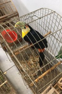 IAT resgata 20 aves silvestres e aplica multa de R$ 55 mil