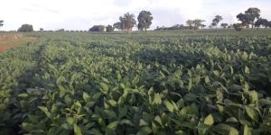 Após reação do setor produtivo, sessão para votar taxação do agro foi cancelada