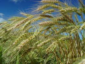Trigo catarinense teve queda de 39% em setembro