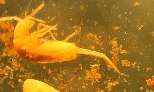 Impressionante: animal em extinção de 1 mm é encontrado em caverna