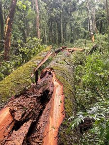 Com mais de 750 anos, “morre” a maior Araucária do Paraná