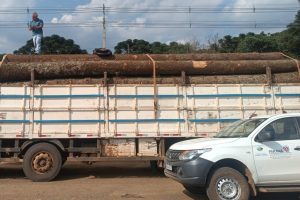 CONFISCADOS: IAT apreende caminhão com 24 toras de Araucárias