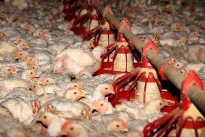 Avicultura é líder na geração de valor nas propriedades rurais