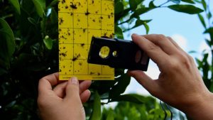 Tem armadilha no pomar! Técnicos aprimoram monitoramento contra o greening