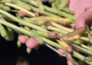 Fungicidas e cultivares podem ajudar no combate a podridão de grãos na soja