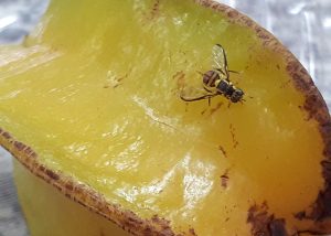 Novo bioinseticida é eficaz no combate a espécies de mosca-das-frutas