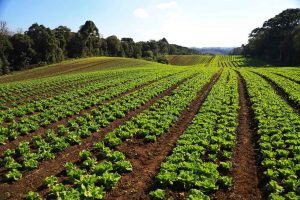 Agricultores familiares vão contar com recurso suplementar para vender produção