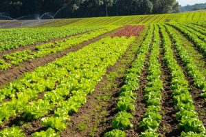 Efeito da chuvarada, preços dos produtos da horticultura disparam