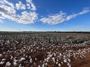 Do campo até a indústria: beneficiamento do algodão é um processo incrível