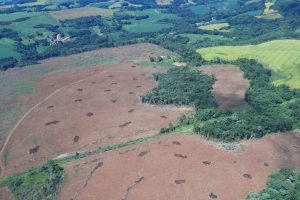Desmatamento ilegal resulta em multas milionárias no Oeste do PR