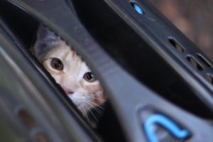 MPPR pressiona município para controle de animais de rua