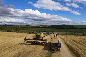 Com área recorde de 87 mil hectares, colheita da cevada continua em ritmo acelerado