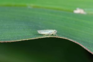 El Niño favorece cigarrinha-do-milho, alerta pesquisador