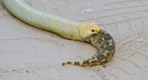 Impressionante: cobra engole serpente viva; registro foi feito por turistas