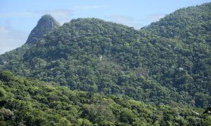 Tratado da Mata Atlântica: estados do Sul e Sudeste devem plantar 100 milhões de mudas de espécies nativas até 2026