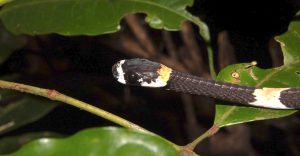 Cobra que canta? Conheça o primeiro registro de vocalização do animal na América do Sul