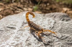 Escorpião: Cuidados devem ser redobrados em períodos calor
