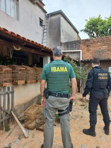 Polícia Federal e Ibama montam cerco e apreendem pássaros mantidos de forma irregular