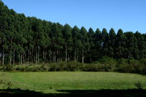 Agro mineiro exporta 12,1 milhões de toneladas e soma US$ 10,7 bilhões
