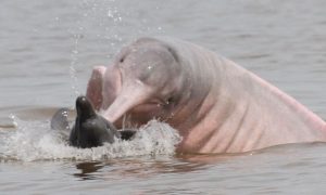 Sobe para 140 o número de botos mortos no Amazonas