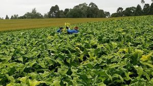 Ministro da Agricultura assegura apoio à produção de tabaco